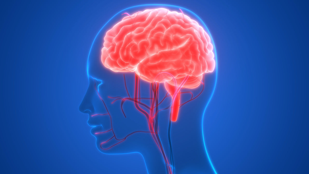 how to increase blood flow to the brain