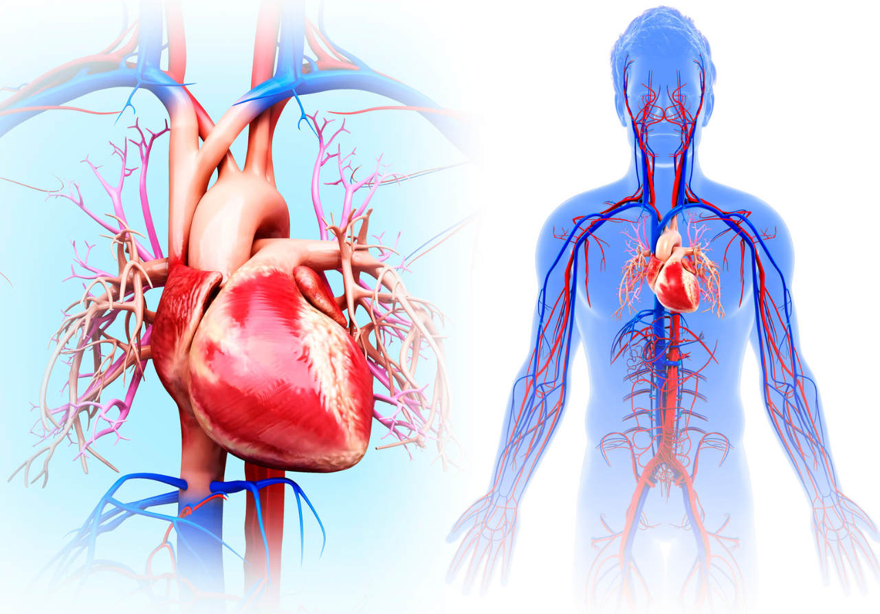internal showing of a heart healthy lifestyle
