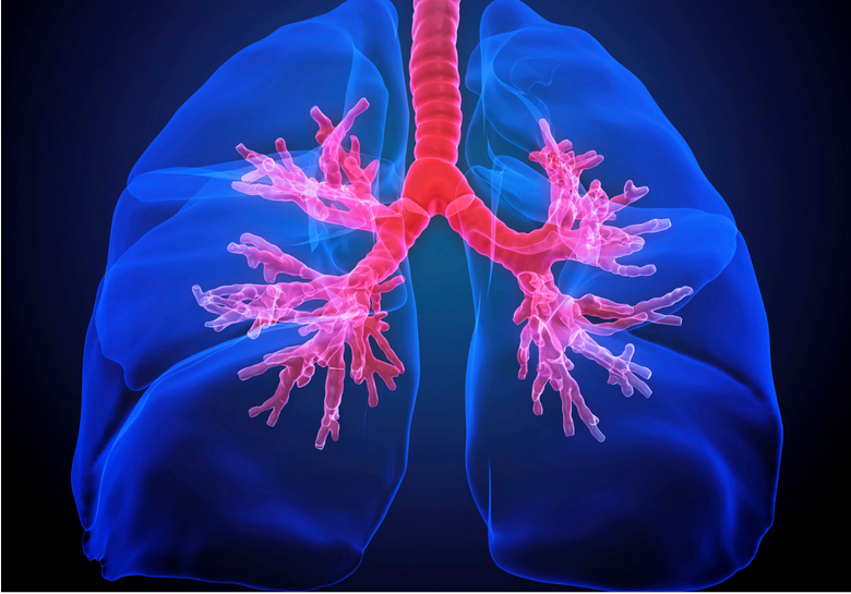 photo of healthy lungs