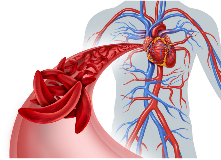 photo showing how blood circulation works